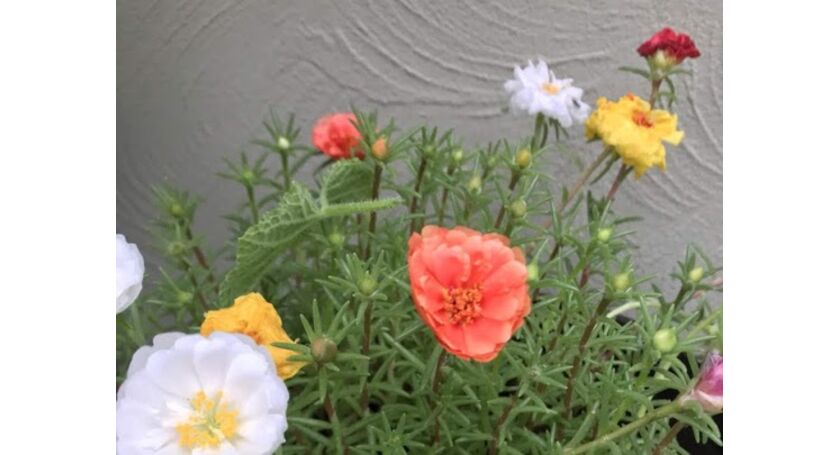 花が咲きました